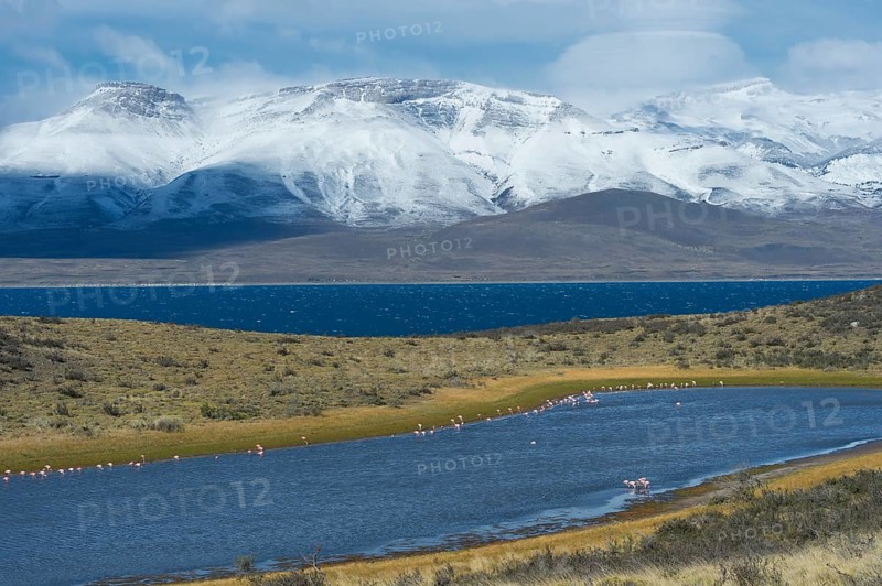 Chilean Flamingos (Phoenicopterus chilensis)