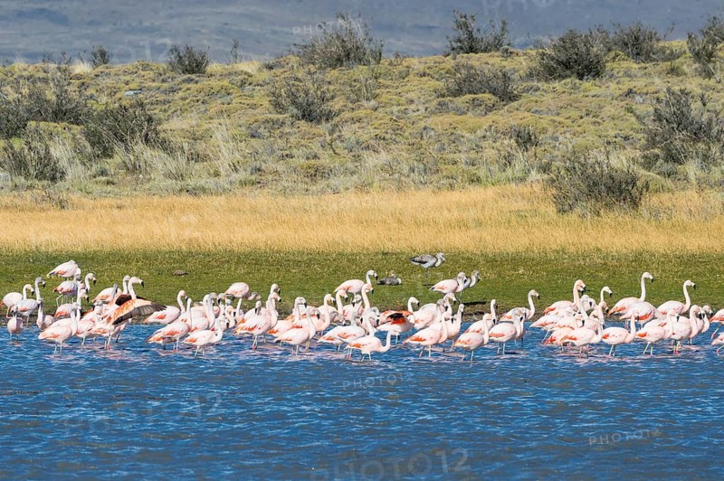 Chilean Flamingos (Phoenicopterus chilensis)