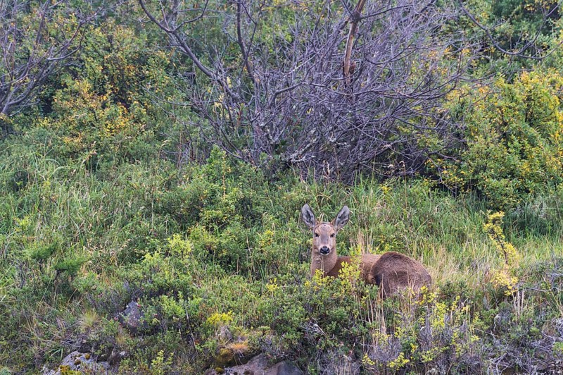 South Andean Deer (Hippocamelus bisulcus)