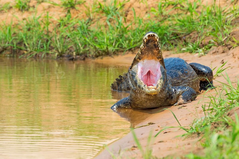 Yacare Caiman (Caiman yacare) at shore with open mouth