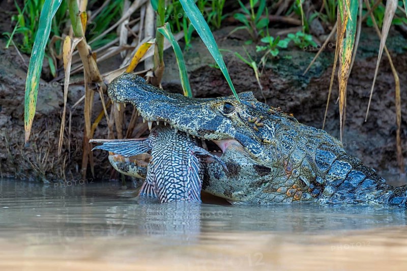 Yacare Caiman (Caiman yacare) devouring a fish