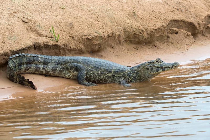 Yacare Caiman (Caiman yacare) resting on a riverbank