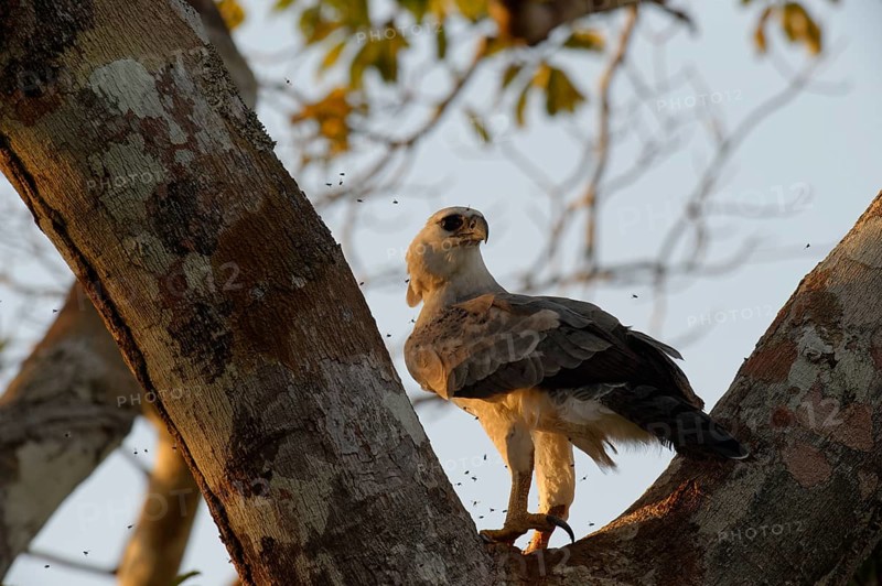 Harpy Eagle (Harpia harpyia)