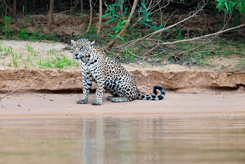 Jaguar (Panthera onca) sitting on a riverbank
