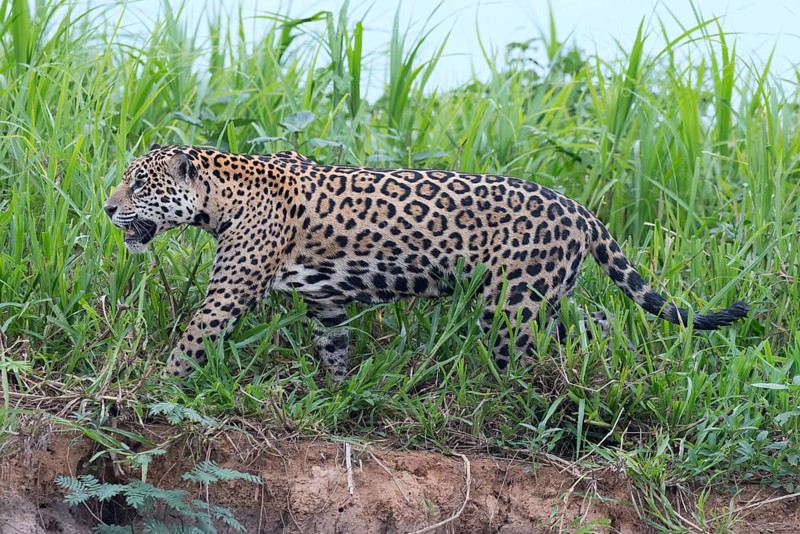 Jaguar (Panthera onca) walking on the shore