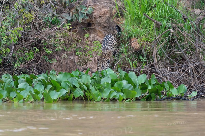 Jaguar (Panthera onca) on the shore