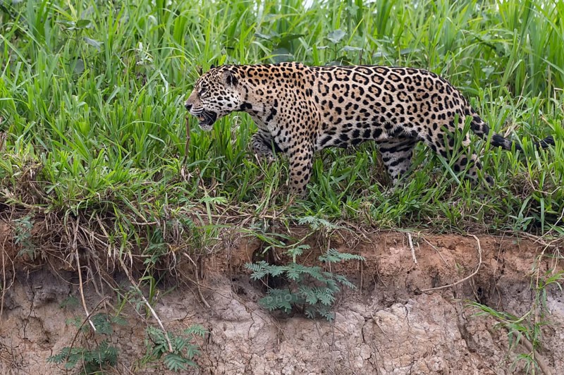 Jaguar (Panthera onca) walking on the shore