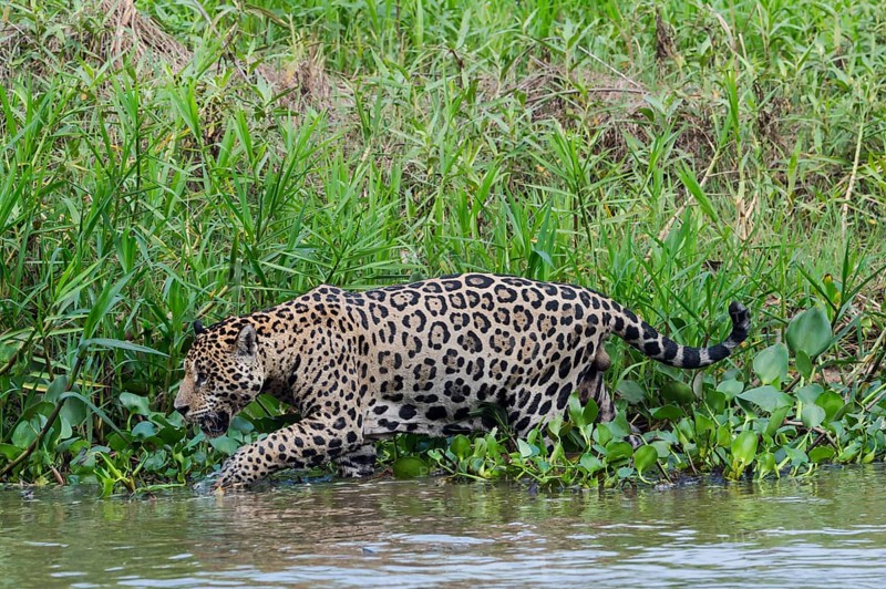 Jaguar (Panthera onca) walking on the shore
