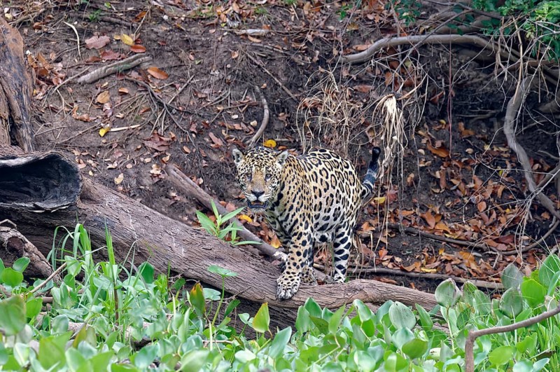 Jaguar (Panthera onca) on the shore