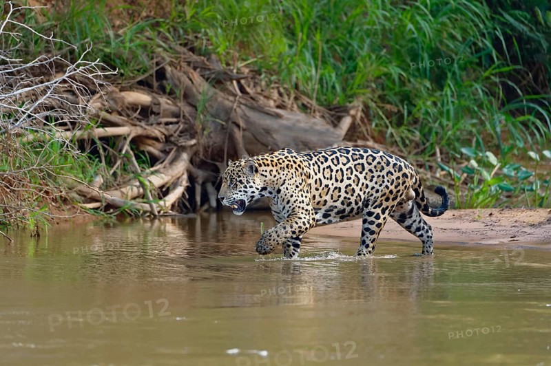 Jaguar (Panthera onca) going in water