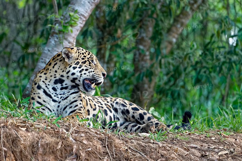 Jaguar (Panthera onca) lying on a river bank
