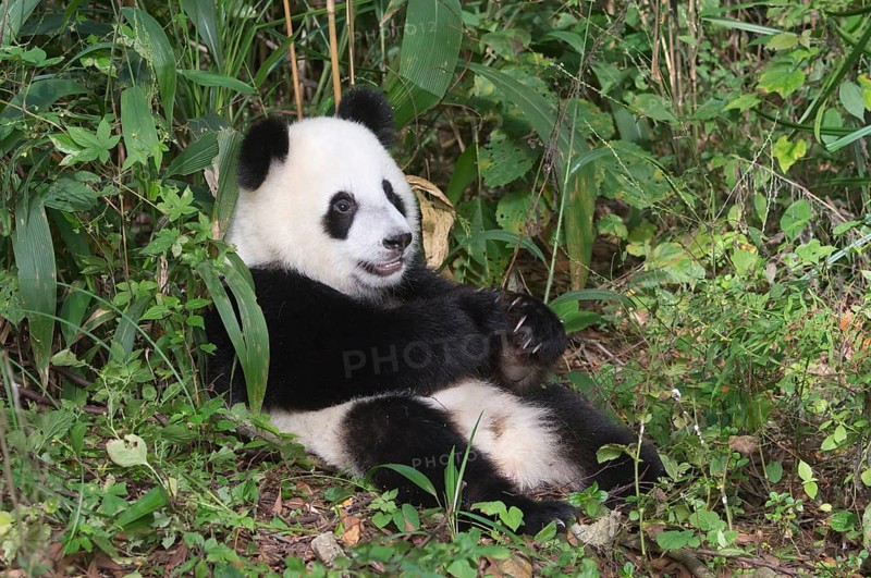Giant Panda (Ailuropoda melanoleuca)