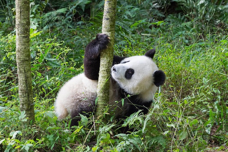 Giant Panda (Ailuropoda melanoleuca)