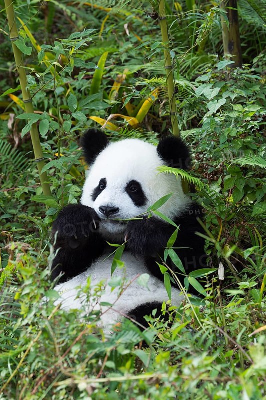 Giant Panda (Ailuropoda melanoleuca)