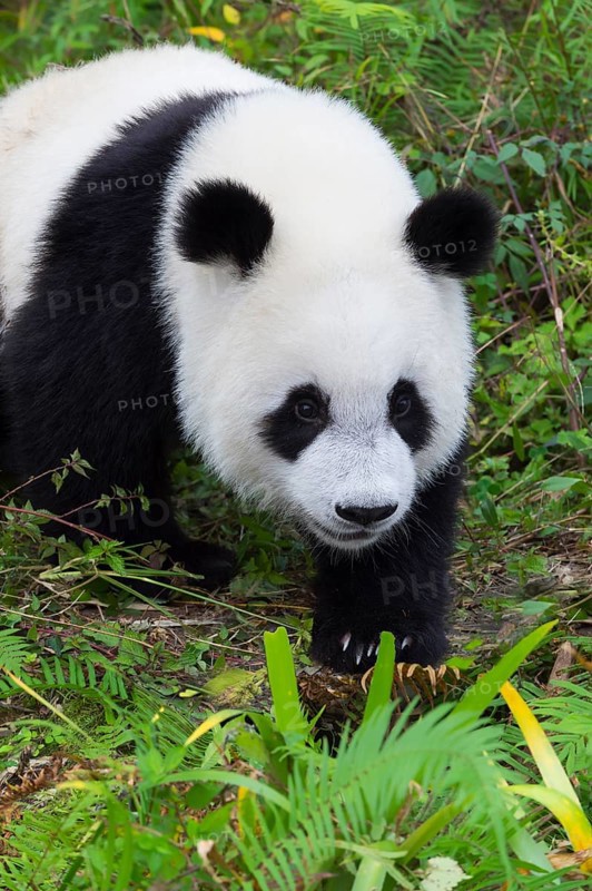 Giant Panda (Ailuropoda melanoleuca)