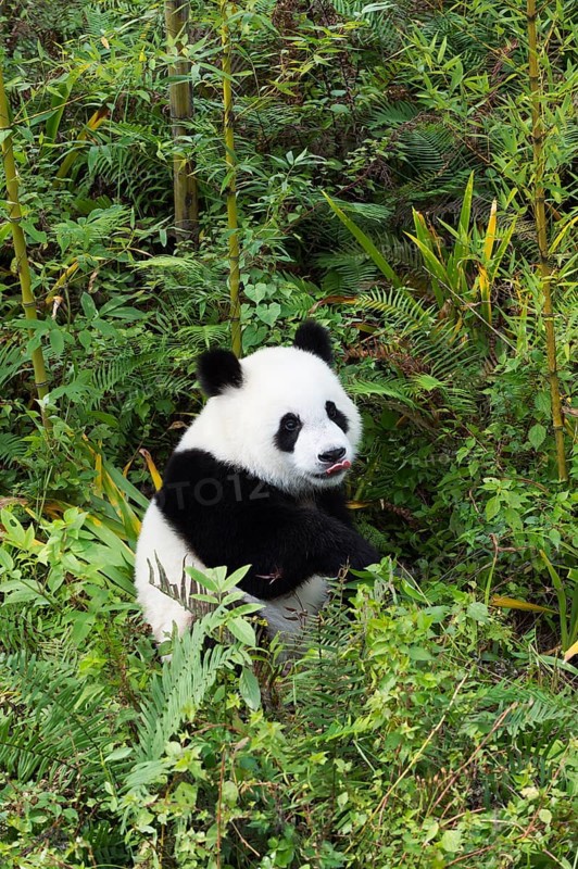 Giant Panda (Ailuropoda melanoleuca)