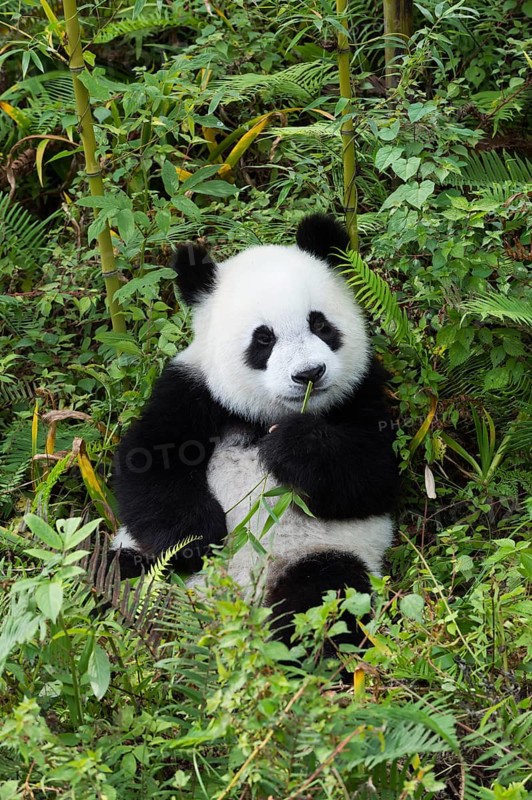 Giant Panda (Ailuropoda melanoleuca)