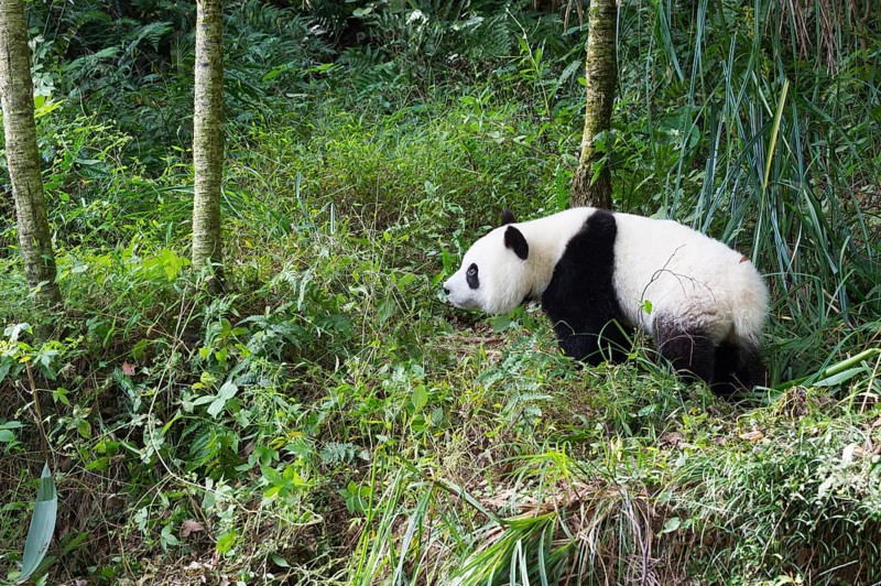 Giant Panda (Ailuropoda melanoleuca)