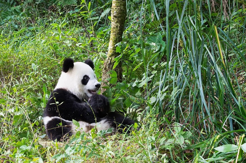 Giant Panda (Ailuropoda melanoleuca)