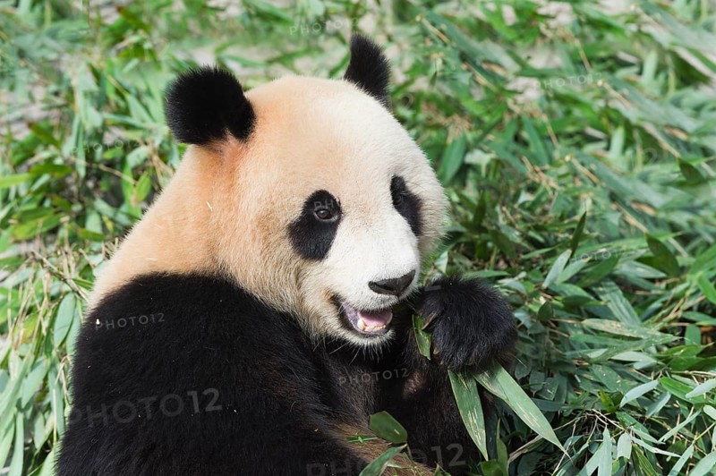 Giant Panda (Ailuropoda melanoleuca)