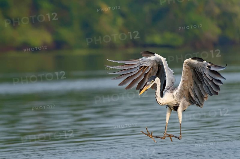 White-necked Heron or Cocoi Heron (Ardea cocoi) fishing
