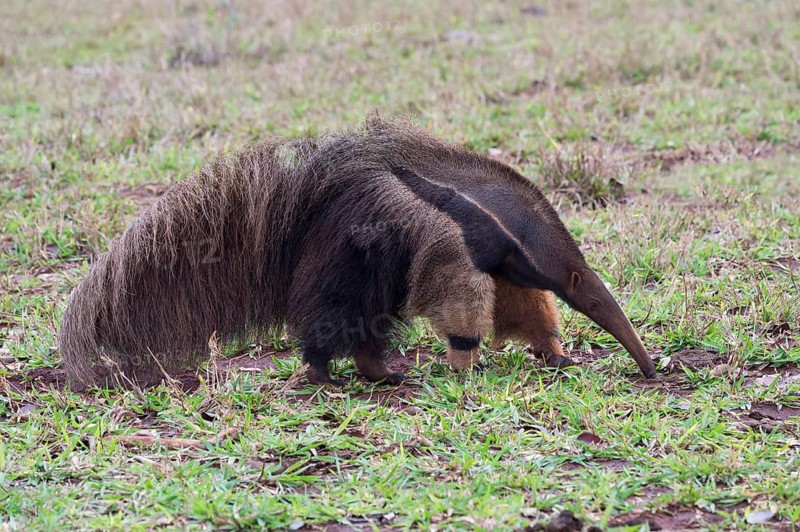 Giant Anteater (Myrmecophaga tridactyla) foraging