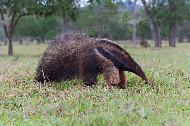 Giant Anteater (Myrmecophaga tridactyla)