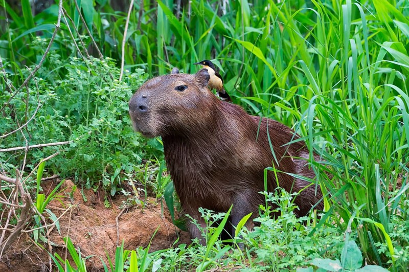 Capybara (Hydrochaeris hydrochaeris) with a Black-capped Donacobius (Donacobius atricapilla) on the back