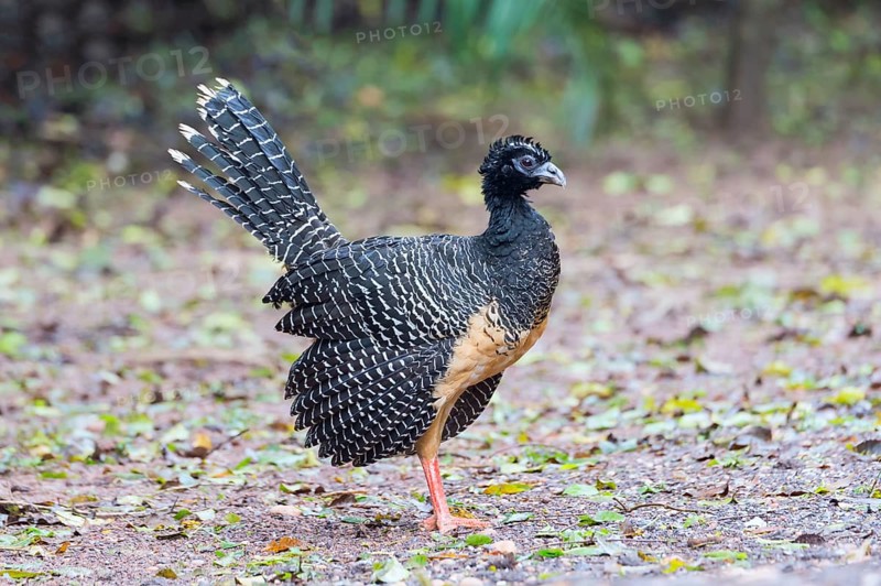 Bare-faced Curassow (Crax fasciolata)