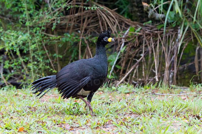 Bare-faced Curassow (Crax fasciolata)