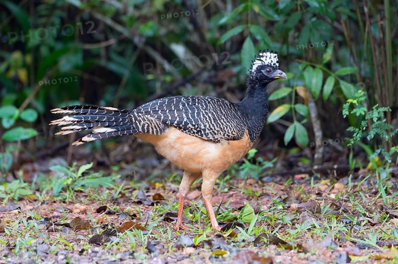 Bare-faced Curassow (Crax fasciolata)