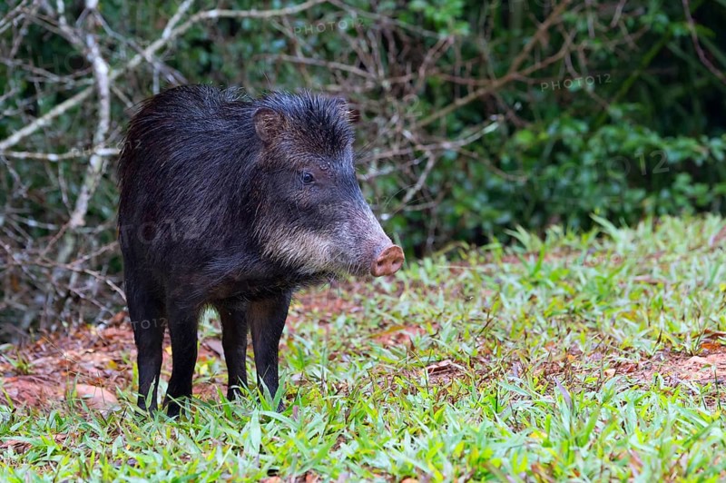 White-lipped Peccary (Tayassu pecari)