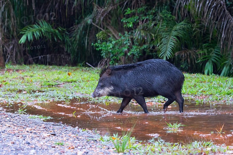 White-lipped Peccary (Tayassu pecari)