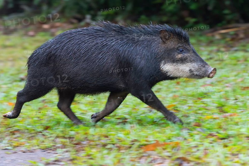 White-lipped Peccary (Tayassu pecari) running
