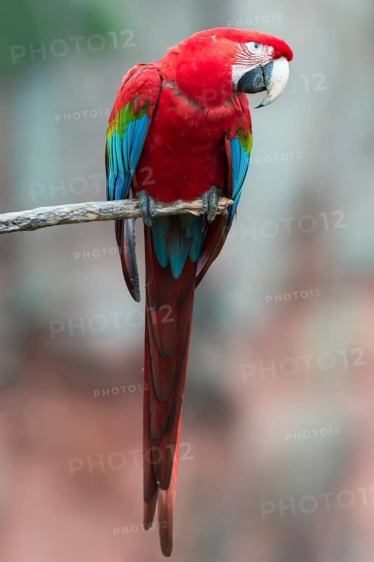 Green-winged Macaw or Red-and-green Macaw (Ara chloropterus)