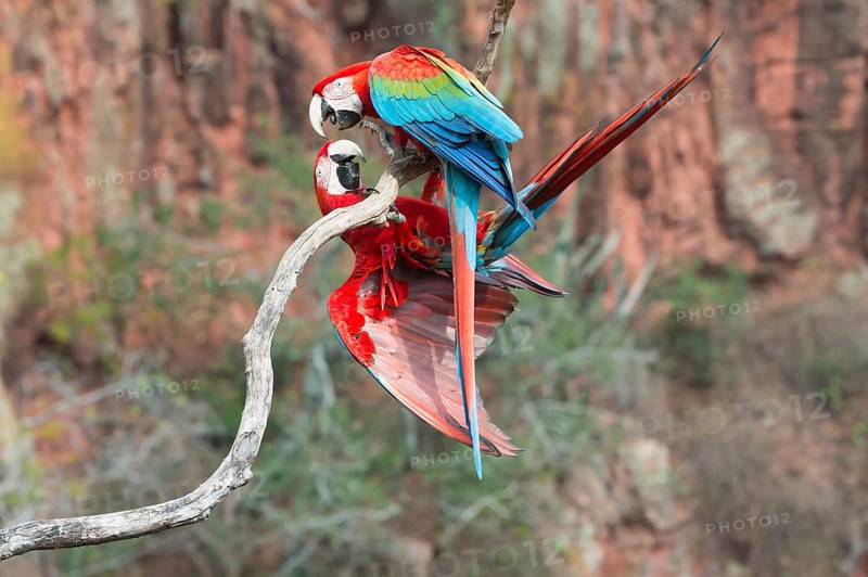 Playful Green-winged Macaws or Red-and-green Macaws (Ara chloropterus)