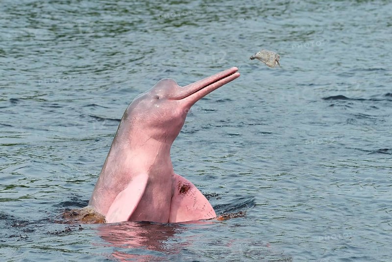 Amazon River Dolphin