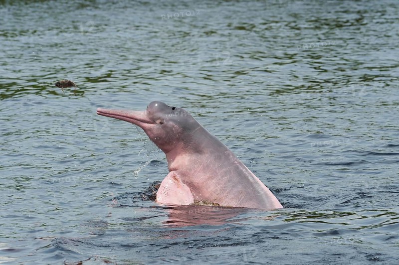Amazon River Dolphin