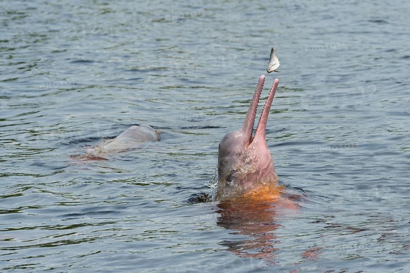 Amazon River Dolphin
