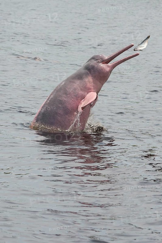 Amazon River Dolphin