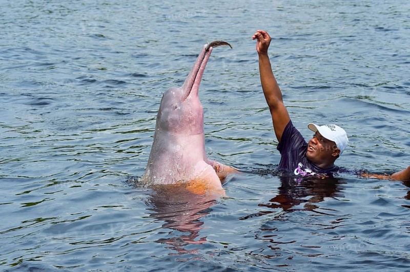 Amazon River Dolphin