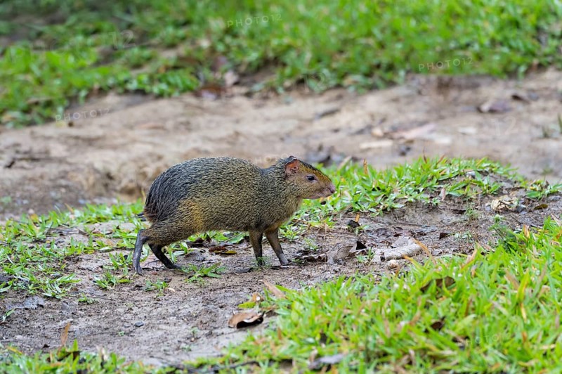 Azara's Agouti (Dasyprocta azarae)