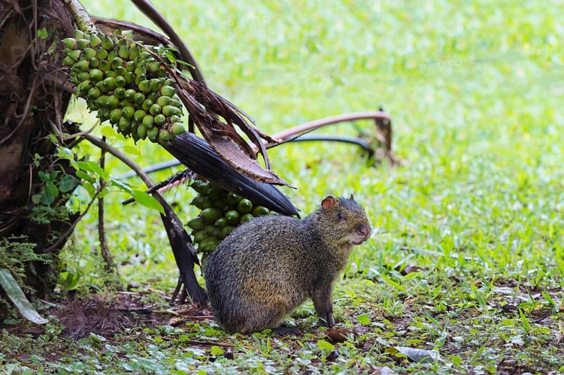Azara's Agouti (Dasyprocta azarae)