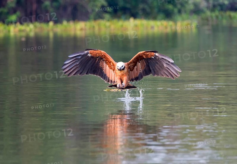 Black-collared Hawk (Busarellus nigricollis)