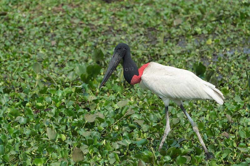 Jabiru (Jabiru mycteria)