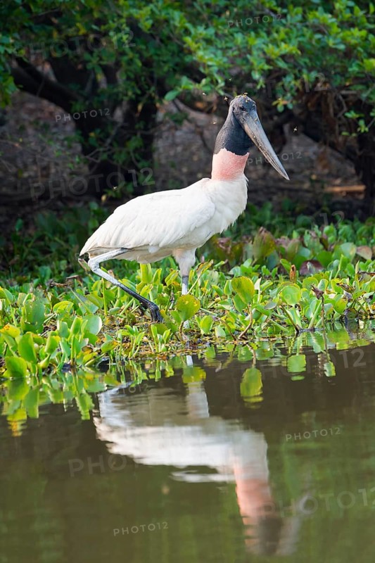 Jabiru (Jabiru mycteria)