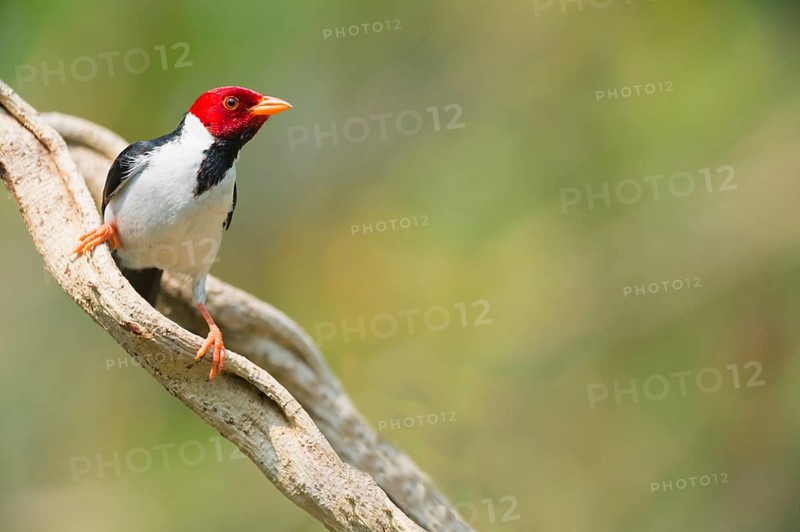 Yellow-billed Cardinal (Paroaria capitata)