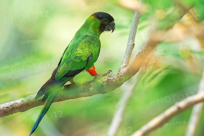Black-hooded Parakeet