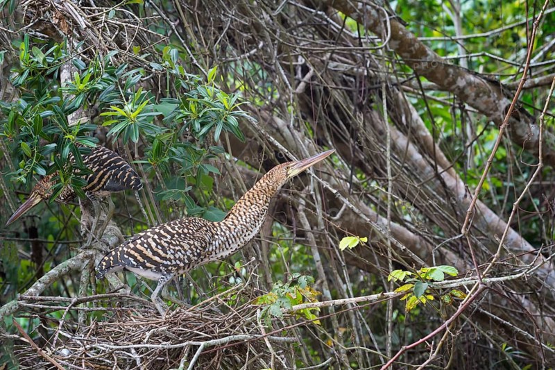 Immature Rufescent Tiger-Herons (Tigrisoma lineatum)