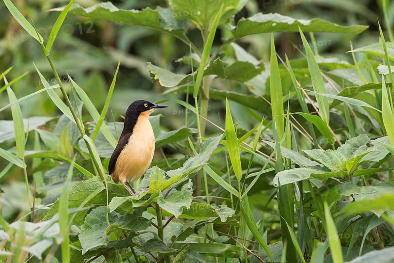 Black-capped Donacobius (Donacobius atricapilla)